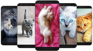 Kitten & Cute Cat Wallpaper HD poster