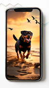 Rottweiler HD Wallpaper ภาพหน้าจอ 2