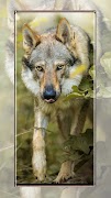 برنامه‌نما Wolf wallpapers عکس از صفحه