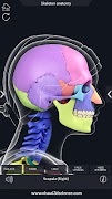 Skeleton Anatomy Pro. screenshot 5