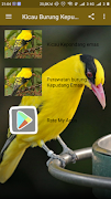 Kicau Burung Kepudang Emas स्क्रीनशॉट 1