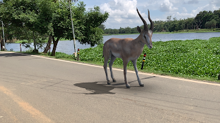 AR Real Animals screenshot 6