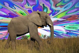 Mystic Camera 스크린샷 4