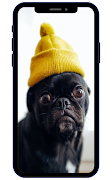 Papéis de parede pug imagem de tela 3