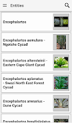 IDentifyIt Cycads Ekran Görüntüsü 1
