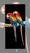 parrot wallpaper screenshot 7
