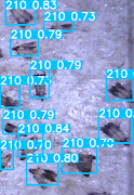 MyEntomologist imagem de tela 6