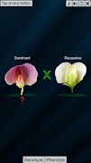 Test Cross: pea flower 스크린샷 1