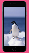 Penguin wallpaper скриншот 2