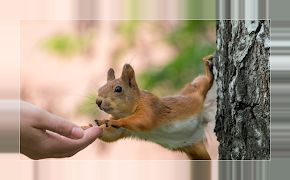 Squirrels 海报