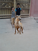 Animals Camera Frames تصوير الشاشة 2