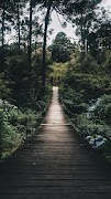 森林壁纸 海报