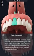 Dental Anatomy Pro. screenshot 5