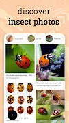 Insect identifier - identity Screenshot 3