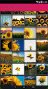 HD Material Sunflower poster