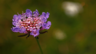 ImageFlow تصوير الشاشة 2