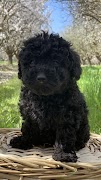 Poddle Wallpapers screenshot 7