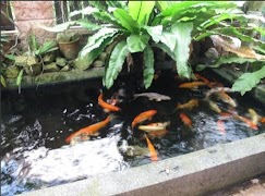 برنامه‌نما Fish Pond عکس از صفحه
