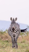 Papéis de parede de zebra imagem de tela 3