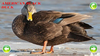 برنامه‌نما Duck Sounds عکس از صفحه