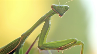 برنامه‌نما Video Touch - Bugs & Insects عکس از صفحه