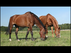Video Touch - Animals Ekran Görüntüsü 6