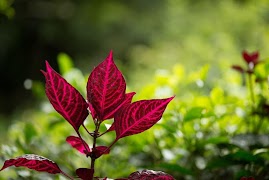 Camera Zoom স্ক্রিনশট 5