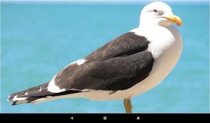 Mejores fondos de gaviota captura de pantalla 4