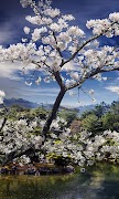 Spring Live Wallpaper скриншот 5