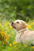 Dog Wallpapers تصوير الشاشة 3