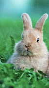 Rabbit Live Wallpaper ภาพหน้าจอ 1