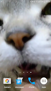 Kitty Licks Screen imagem de tela 6