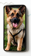 German Shepherd HD Wallpapers 스크린샷 3
