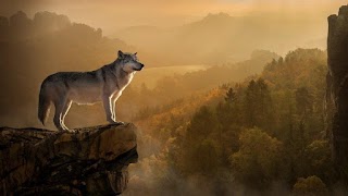 برنامه‌نما Wolf wallpapers عکس از صفحه