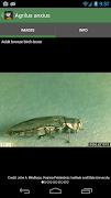برنامه‌نما Forest Insect Pests عکس از صفحه