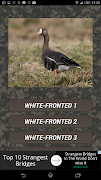 Goose hunting Calls capture d'écran 1