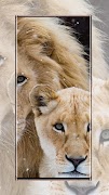 Lion Wallpaper স্ক্রিনশট 3