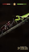 Insects Puzzles 截圖 4