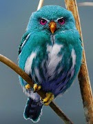 Bird Puzzle: Jigsaw Puzzles screenshot 7
