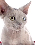 1 Schermata The Devon Rex Slim Cat