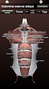 Muscular System 3D (anatomy) ảnh chụp màn hình 5