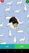 برنامهنما Cat or dog? عکس از صفحه