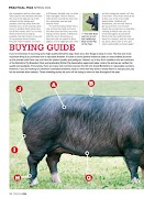 Practical Pigs syot layar 4