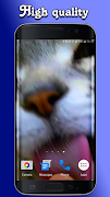 Kitty Licks Screen ảnh chụp màn hình 1