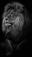 Lion Hd wallpapers скриншот 3