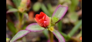 styog player captura de pantalla 4