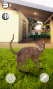 Talking Abyssinian Cat poster
