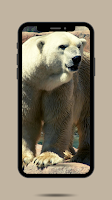 Bear Ringtone скриншот 1
