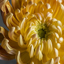 Chrysanthemum 11 of you 2025 APK