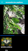 Insect Identification 截图 2